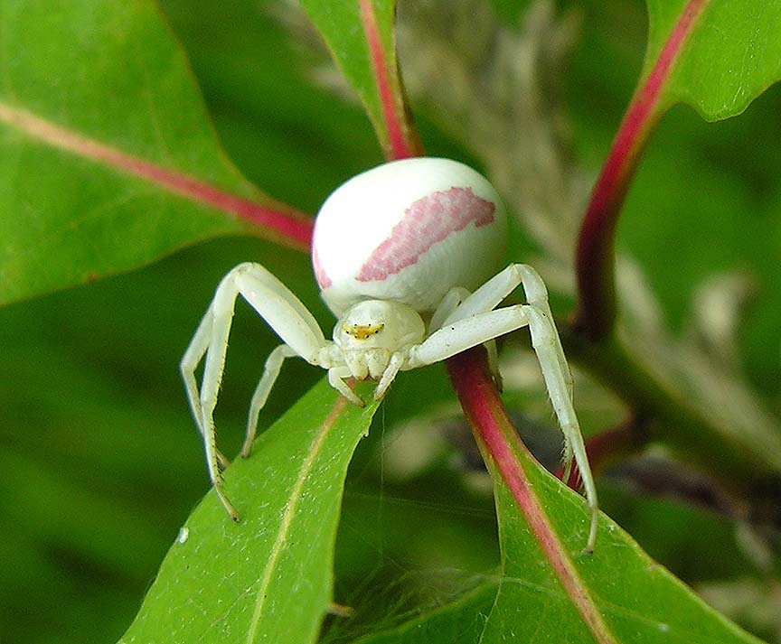 m-vatia-on-oakleaf-large.jpg