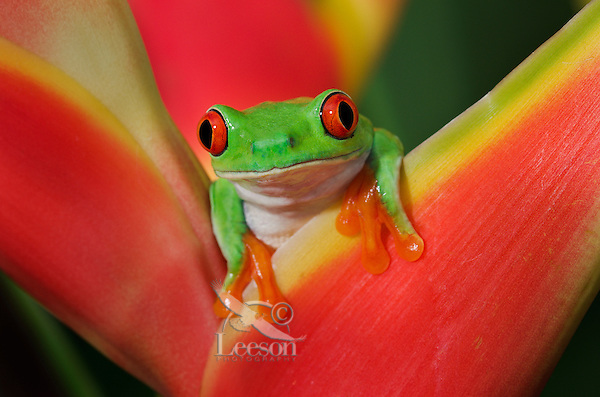 Cute-Red-eyed-Tree-Frog-image-VH3-0110098.jpg